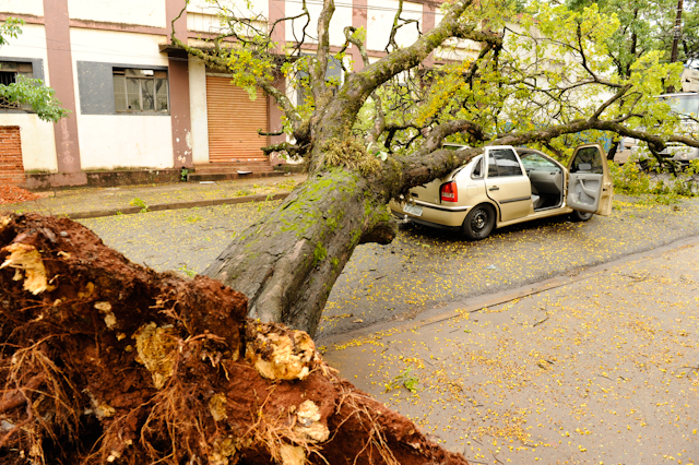 Em outubro do ano passado, uma árvore caiu sobre um carro na Rua Carneiro Leão | Fábio Dias/Gazeta do Povo
