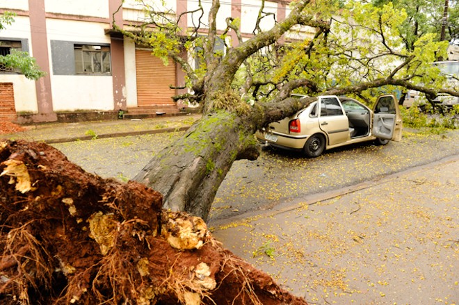 Em outubro do ano passado, uma árvore caiu sobre um carro na Rua Carneiro Leão | 
