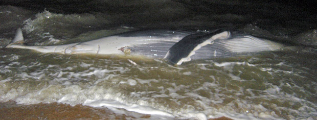 Filhote de baleia jubarte é desencalhado de praia na Bahia | Divulgação/Instituto Baleia Jubarte