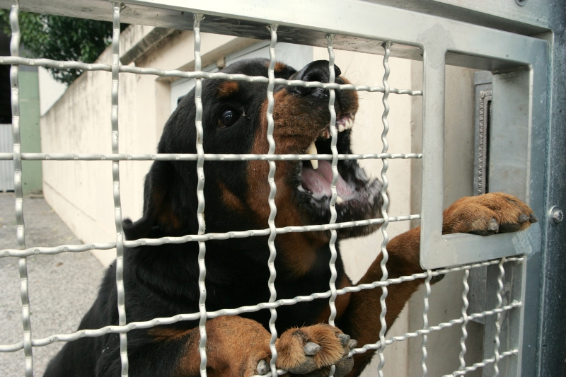 Uso de cachorros em segurança patrimonial estava proibida desde 2008: legislação visava coibir maus-tratos aos animais | Arquivo Gazeta do Povo/Leandro Taques