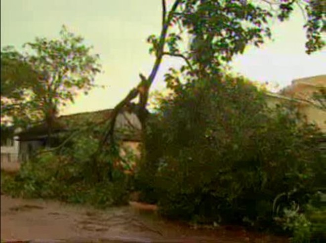 Árvores caíram e causaram transtornos na cidade de Nova Aurora, no Oeste | 