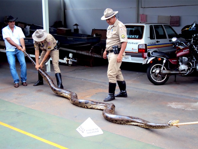Sucuri capturada em fazenda do Triângulo Mineiro mede cerca de cinco metros | 