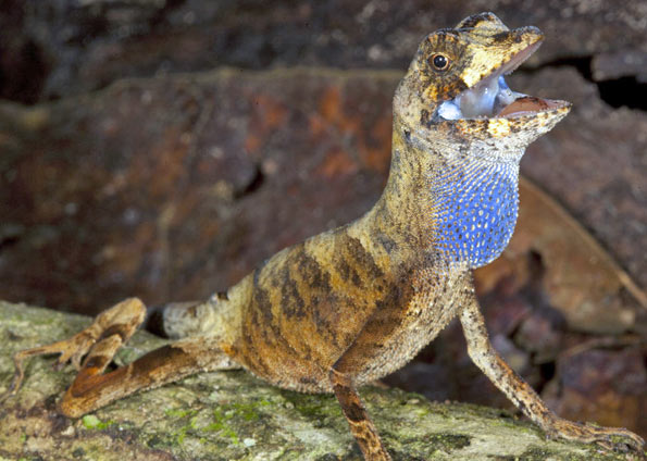Espécie do grupo Anolis encontrada na Colômbia, Brasil, Equador e Peru | Foto: Goeldi/ Divulgação