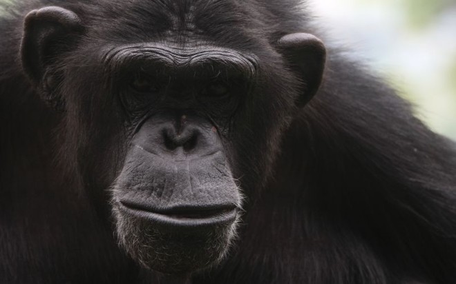 O Instituto Anami recebe animais vítimas de maus-tratos. A maioria dos 23 chimpanzés veio de um circo de Israel |