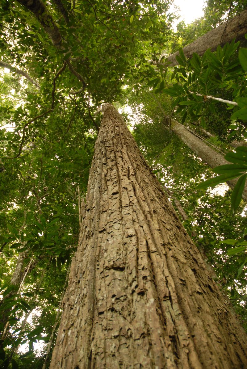 | Cikel/Divulgação
