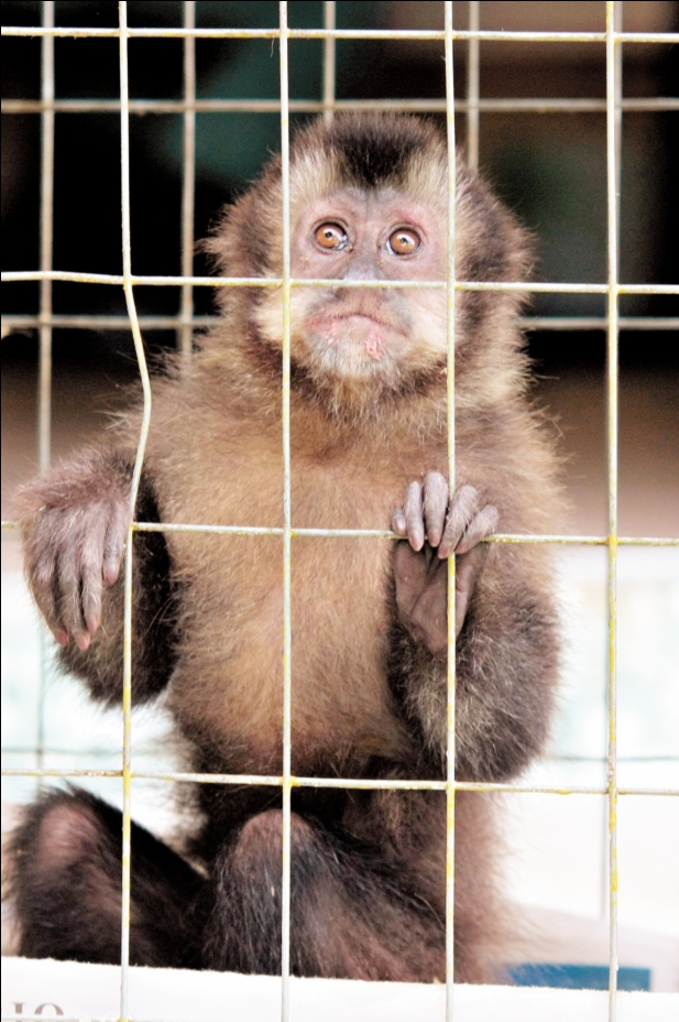 Kiko ficou dois meses circulando pelo bairro Palmital, até ser capturado | Walter Alves/Gazeta do Povo