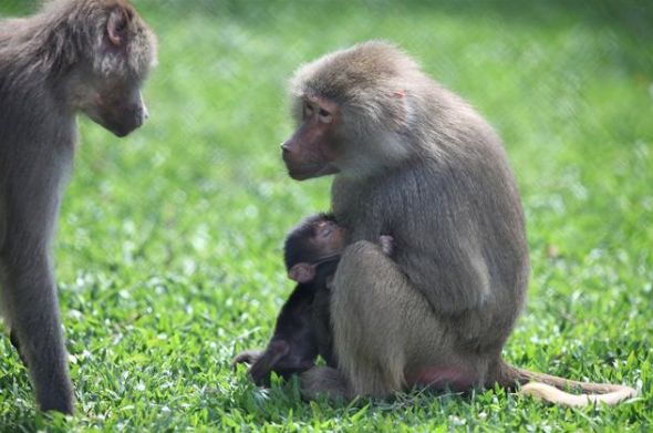 Já batizado, Babu é amamentado pela mãe | Maurilio Cheli/SMCS