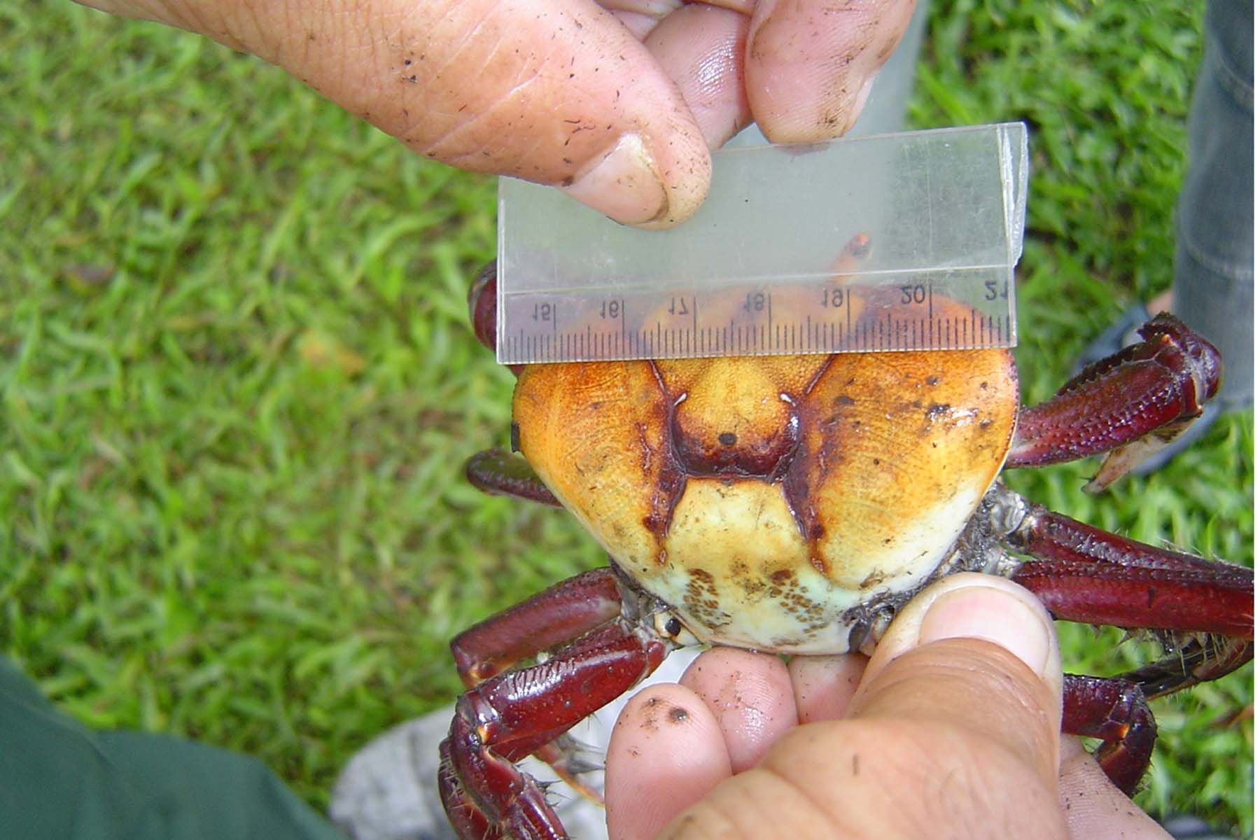 Machos com carapaça com menos de 7 centímetros não podem ser retirados dos mangues | Divulgação/Instituto Ambiental do Paraná