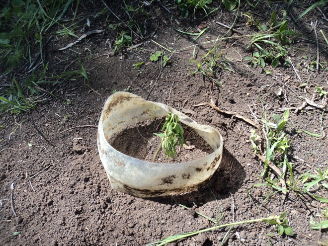 Guardas também encontraram uma dezena de mudas | 