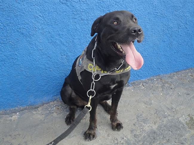 Beethoven ajudou a localizar droga escondida em casa no Alemão | Foto: Divulgação / Polícia Militar do Rio de Janeiro