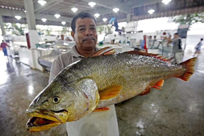 O pescador Dorival Molinari posa para foto com a pescada amarela de 16,5 quilos |