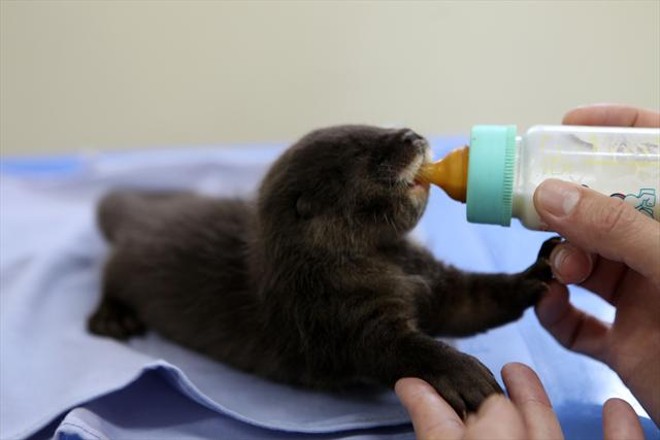 Com um mês de vida, elas estão longe da mãe e só devem retornar após seis meses |