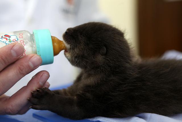 Um dos filhotes nascidos em 2010 também recebeu cuidados especiais no Hospital Veterinário do Passeio Público | Divulgação / Prefeitura de Curitiba