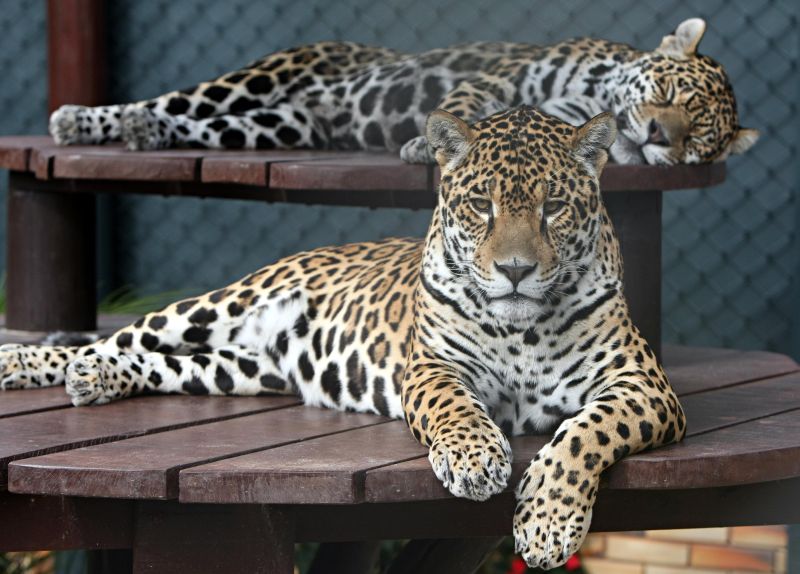 Rei das Américas ganha livro próprio | Albari Rosa/Gazeta do Povo