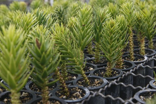 | Jonathan Campos/Gazeta do Povo