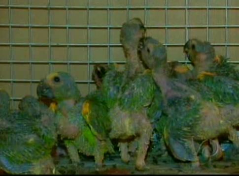 Filhotes de papagaios e tucanos foram apreendidos pela PRF | Reprodução RPC TV