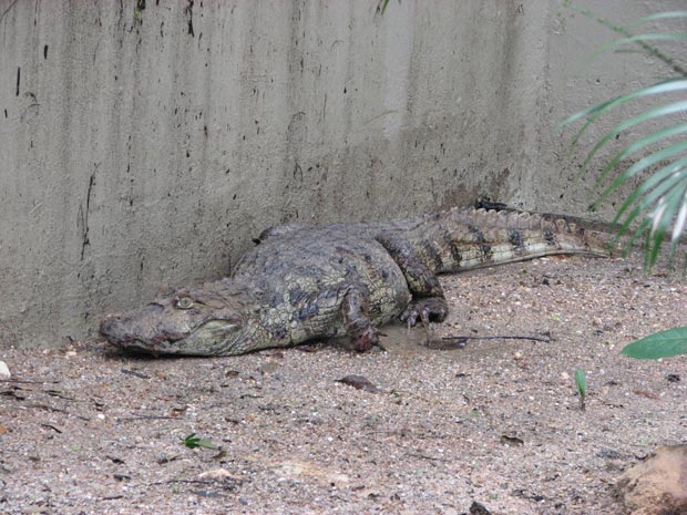 Jacaré de papo amarelo é encontrado na Avenida Brasil | Foto: Divulgação Rio Zoo