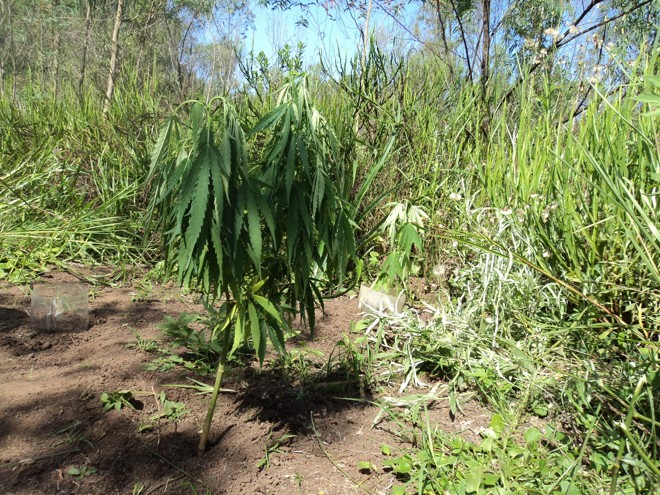 Em clareiras, havia oito pés de maconha, com altura entre 1 e 1,5 metro | 