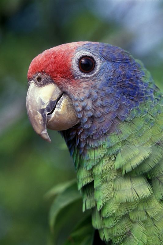 Ameaçado de extinção, cerca de 5 mil papagaios-de-cara-roxa vivem no Litoral do Paraná | Zig Koch / Natureza Brasileira