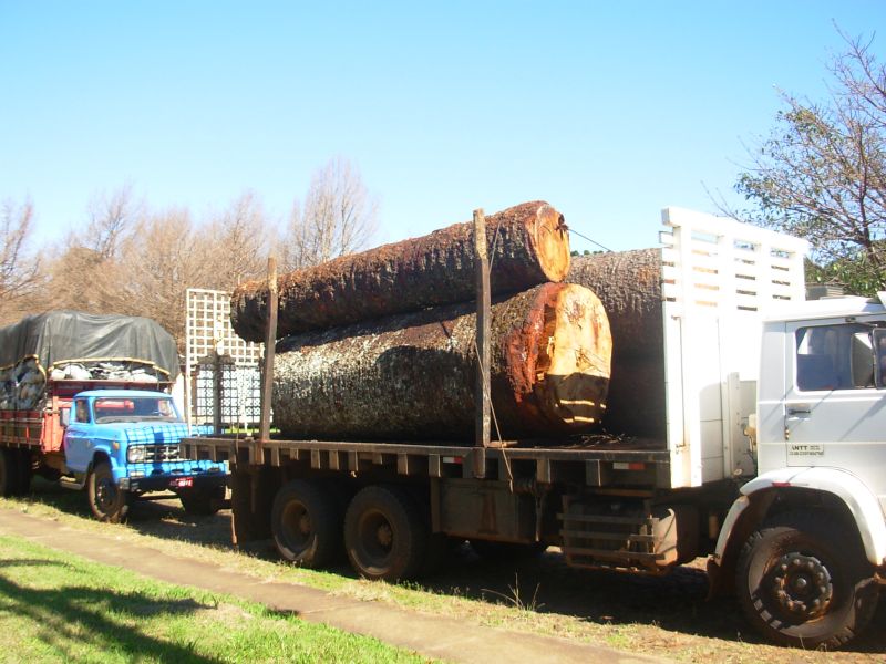Apreensão de araucária e carvão vegetal pela Força Verde, em Guarapuava | Divulgação