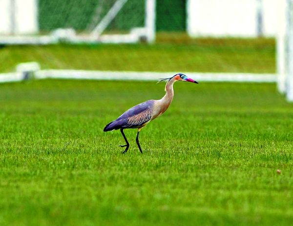 | Daniel Castellano/ Gazeta do Povo