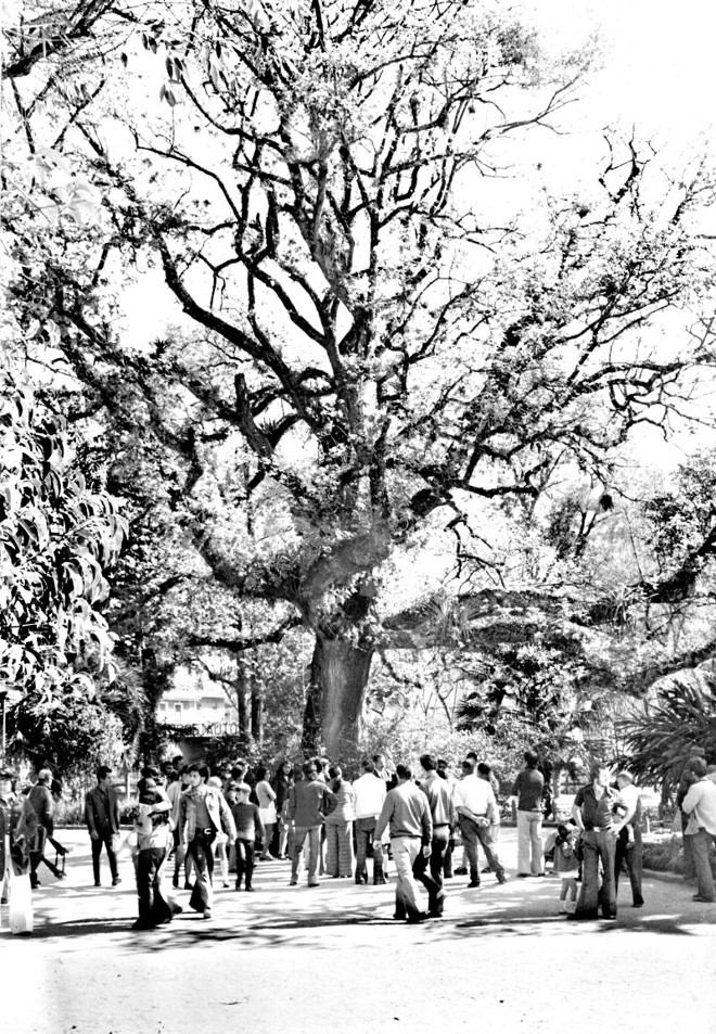 Carvalho plantado no Passeio Público pelo presidente Taunay na inauguração do parque em maio de 1886. A árvore histórica morreu por maus-tratos antes de completar cem anos |