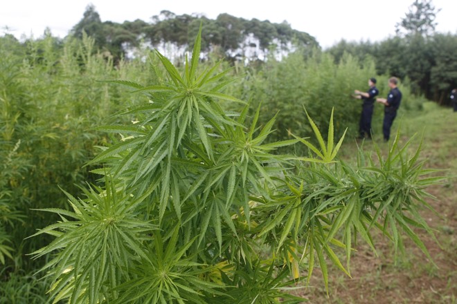 Guarda Municipal acredita que existam cerca de 50 mil pés de maconha no local |