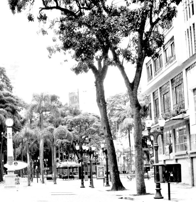 Corticeiras da Avenida Luiz Xavier. Uma delas foi extirpada na semana passada por ter derrubado um galho em plena calçada |