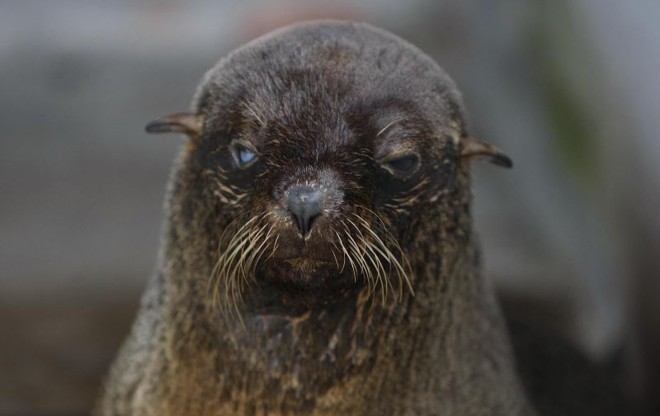 Zuca, loba-marinha em tratamento no CEM-UFPR, em Pontal, desde julho | 