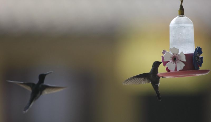 | Jonathan Campos / Gazeta do Povo