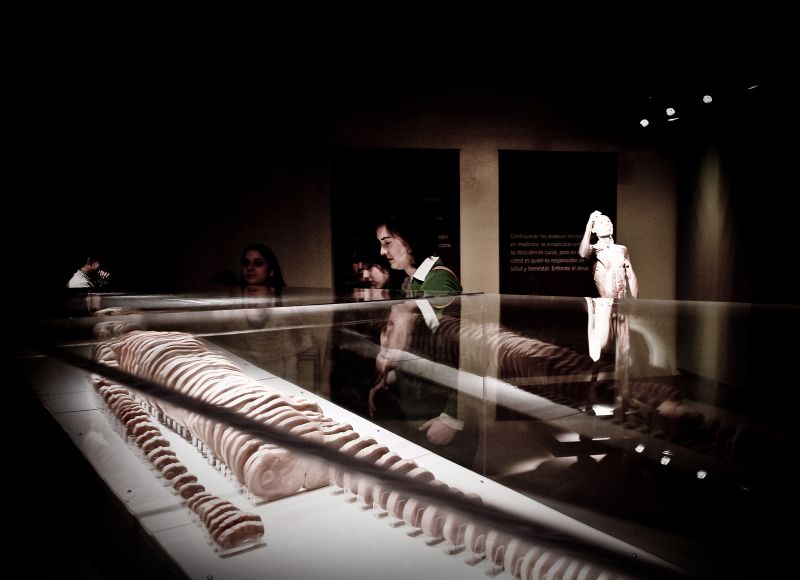 Corpo humano "fatiado" é uma das grandes atrações da exposição em cartaz no Palladium Shopping Center | Divulgação