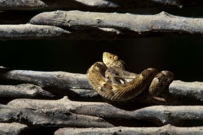 Serpente fotografada durante uma caminhada na Serra do Mar |