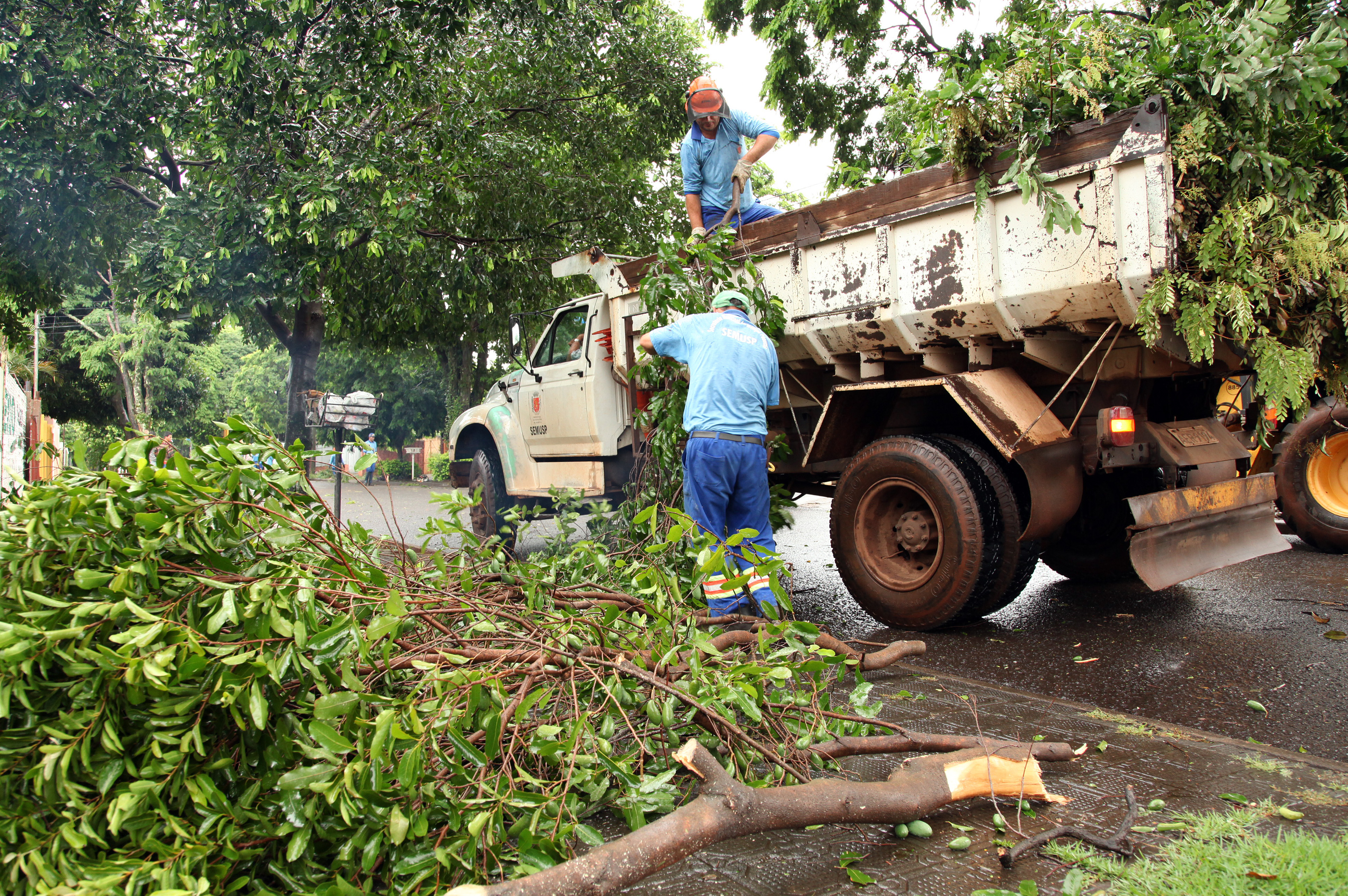 Para ouvidor municipal, idade avançada das árvores e temporais de 2010 influenciaram no número de quedas de árvores e consequentes reclamações | Arquivo - Agência de Notícias Gazeta do Povo