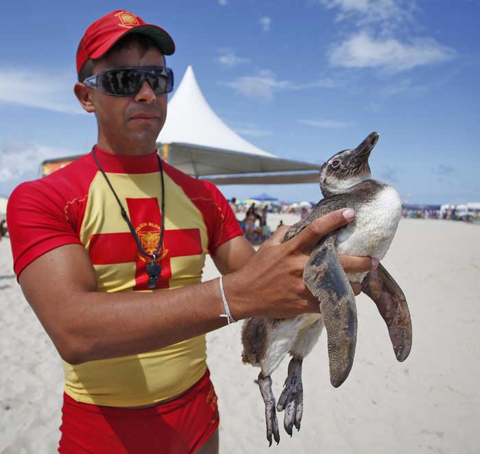 Animal será tratado e alimentado no Centro de Estudos do Mar da UFPR em Pontal | Jonathan Campos / Gazeta do Povo