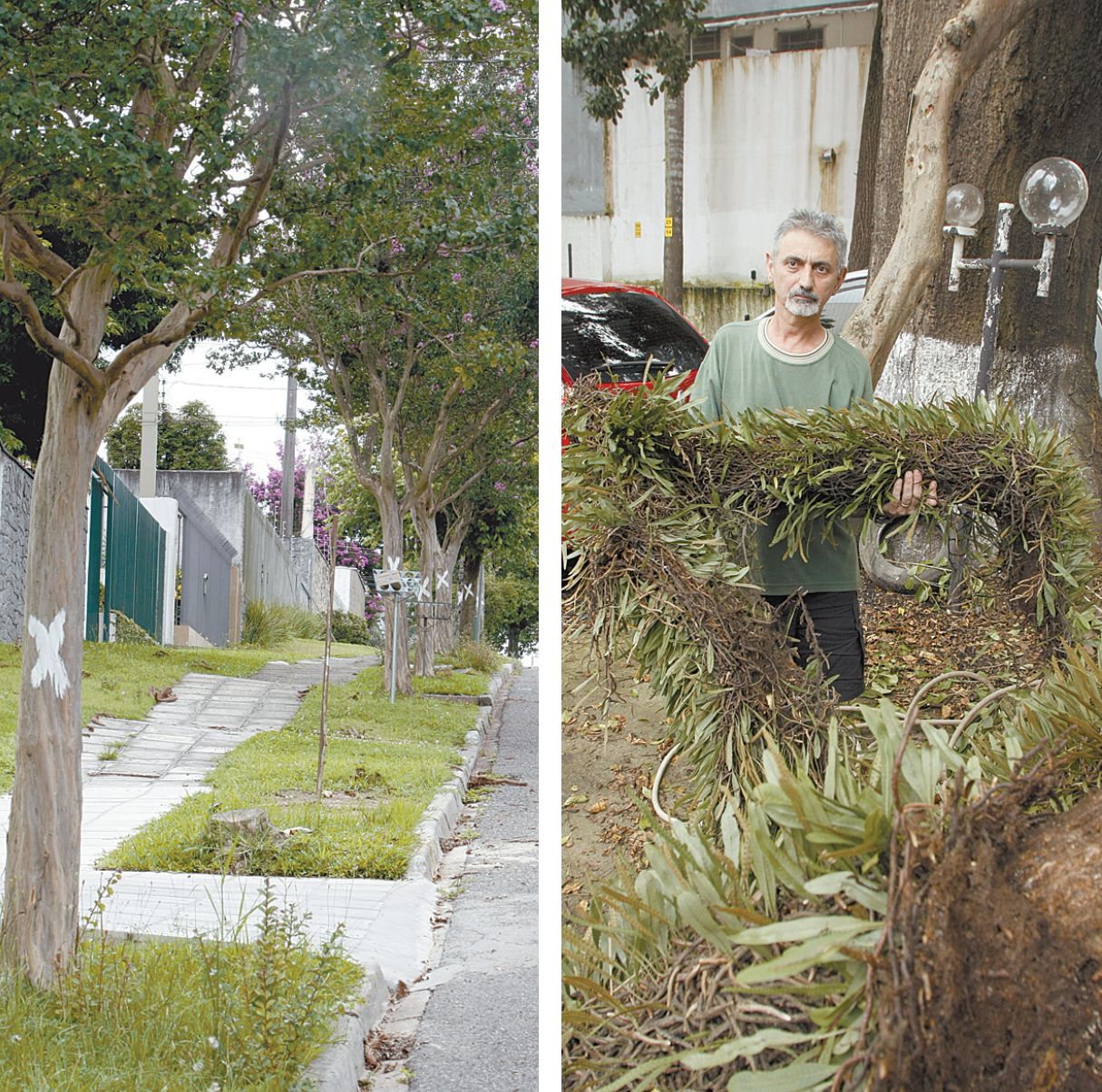 Espécies saudáveis serão derrubadas na Rua Teffé. Enquanto isso, Zair Floriani tenta há um ano autorização para cortar árvores que ameaçam carros e pessoas no Centro | Fotos: Marcelo Elias e Hugo Harada/Gazeta do Povo