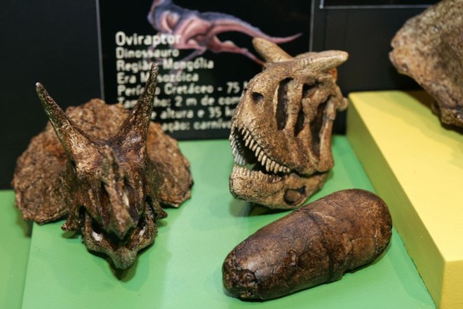 O visitante pode ver as réplicas de triceratops, carnotauros e o ovo de dinossauro | 