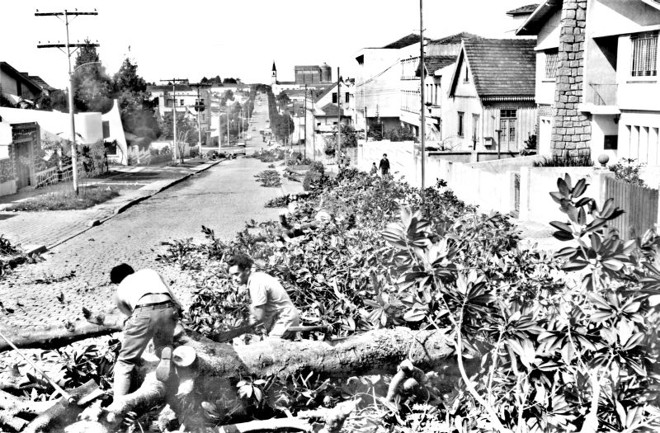 Rua Bento Viana, bairro Água Verde. Foto do corte das magnólias, em 1970, executado em favor da moradia de um promotor por estar causando umidade nas paredes |