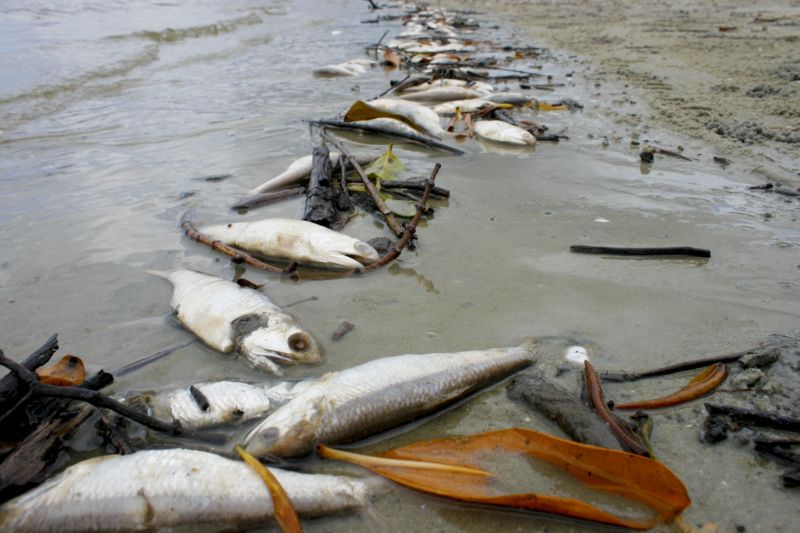 Até agora, foram encontradas 60 toneladas de peixes mortos | Bianca Garmatter/Gazeta do Povo