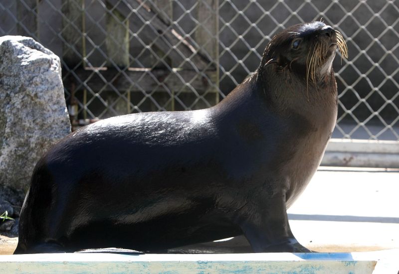 Zuca, loba-marinha que está no CEM-UFPR, encontrada em Pontal do Paraná ano passado: ela não pode ser devolvida ao mar por estar cega | Valterci Santos/Gazeta do Povo