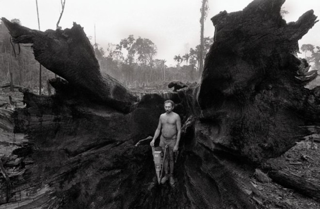 Trabalhador em meio a raiz de castanheira, no Pará, em 1983 | 