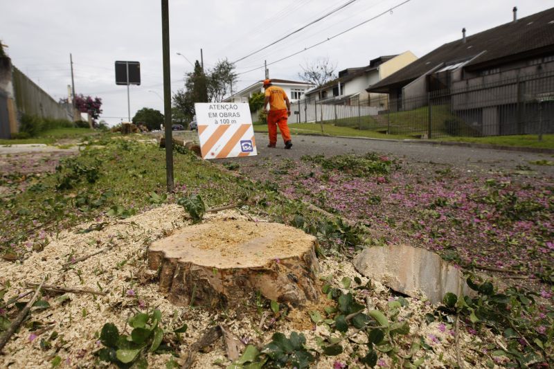 Operários começaram ontem a cortar as árvores na Rua Teffé: moradores alegam que o projeto não justifica a derrubada | Daniel Castellano/Gazeta do Povo