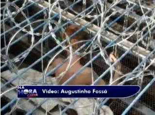 Detento tentar fugir da cadeia e fica preso por cinco horas | Reprodução/RPC TV