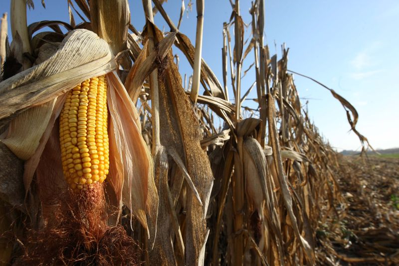 Plantação de milho nos EUA: cereal será a estrela da temporada 2011/12 | Valterci Santos / Gazeta do Povo