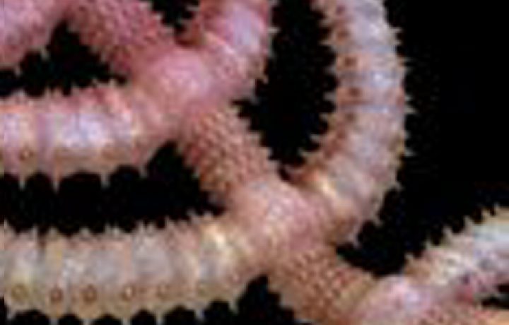 "Cacto ambulante" reacende a polêmica sobre a evolução dos artrópodes | Reprodução