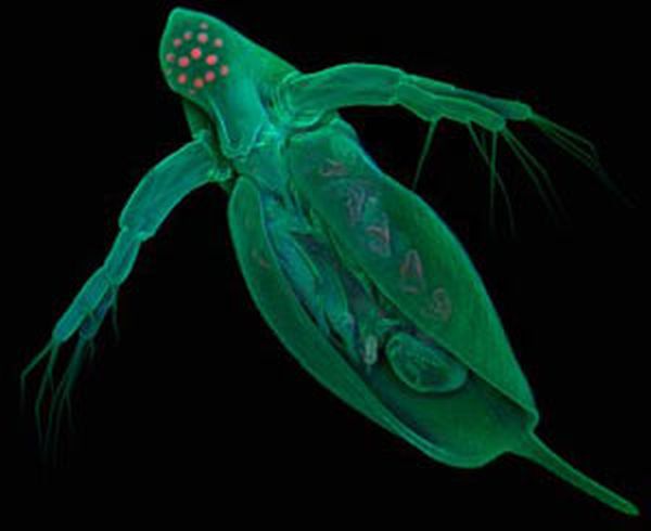 Crustáceo é encontrado em água doce | Divulgação / Jan Michels / Universidade de Kiel