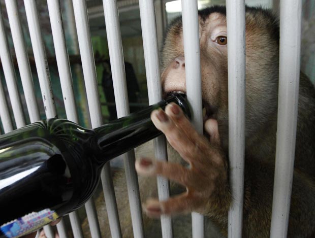 Macaco toma vinho nesta segunda-feira (7) em zoológico de Krasnoyarsk | Ilya Naymushin/Reuters