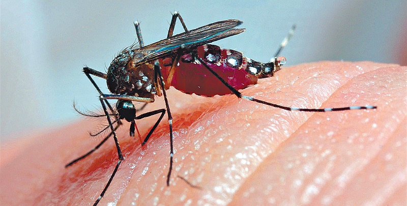 O combate ineficiente ao Aedes aegypti, em 2010, é apontado pelo governo atual como uma das causas para o aumento da doença neste ano no Paraná | Daniel Castellano/Gazeta do Povo