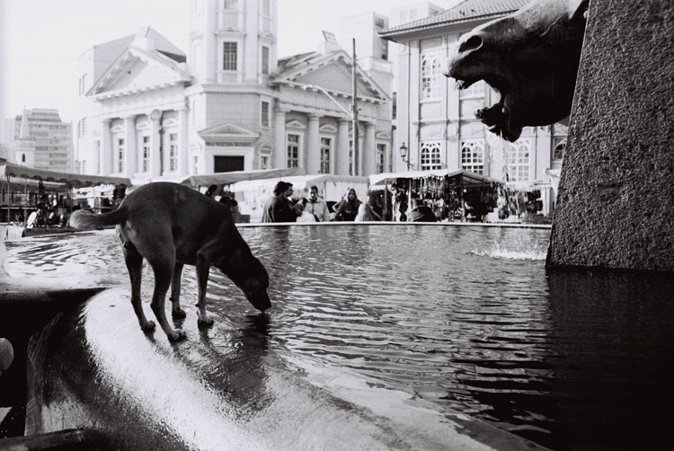 Cavalo babão em foto do trainee Sandro Graciano: o equino, o cachorro e a lenda | Sandro Graciano