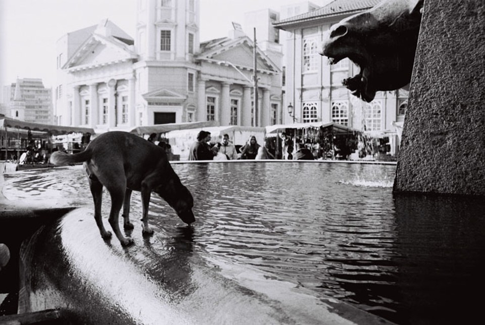 Cavalo babão em foto do trainee Sandro Graciano: o equino, o cachorro e a lenda | Sandro Graciano