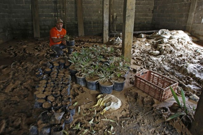 Estufa tomada pela lama -Uma semana após as chuvas, o produtor Anderson Busato ainda tenta recuperar mudas de plantas que foram soterradas pela lama resultante de três enchentes que invadiram a estufa ao longo da sexta-feira, dia 11, na comunidade Bom Jardim, em Morretes. Ao todo, mais de 12 mil mudas e 300 vasos foram perdidos. No dia seguinte, foi preciso cancelar cinco pedidos que seriam entregues em floriculturas de Curitiba e destinar os 200 vasos que se salvaram. O prejuízo ainda está sendo calculado, mas Busato estima que, ao final do mês, terá perdido dois terços do lucro líquido mensal. Dois dos três funcionários terão de ser dispensados para conter despesas.